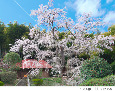 一本桜 - 雪村庵の雪村桜 (2021年4月) 一本桜 - 雪村庵の雪村桜 (2021年4月) 119776490