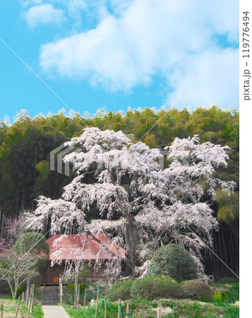 一本桜 - 雪村庵の雪村桜 (2021年4月) 一本桜 - 雪村庵の雪村桜 (2021年4月) 119776494