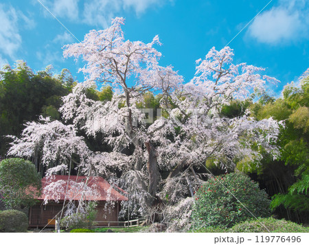 一本桜 - 雪村庵の雪村桜 （2021年4月） 119776496