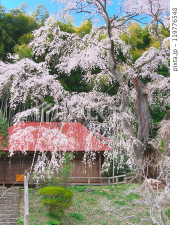 一本桜 - 雪村庵の雪村桜 （2021年4月） 119776548