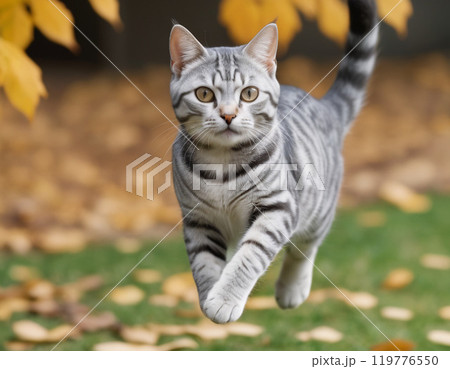 落ち葉の上を歩く猫 119776550