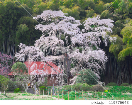 一本桜 - 雪村庵の雪村桜 (2021年4月) 一本桜 - 雪村庵の雪村桜 (2021年4月) 119776648
