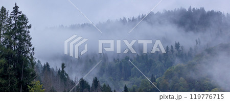 Misty landscape with fir forest trees, banner Misty landscape with fir forest trees, banner 119776715