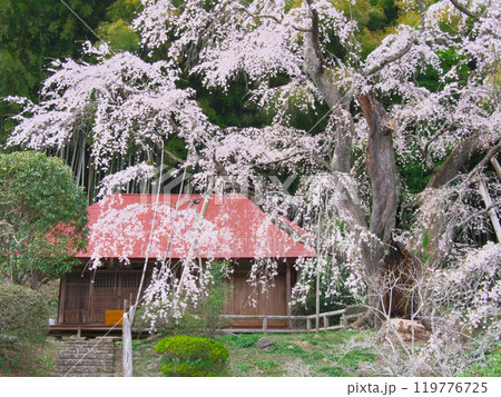 一本桜 - 雪村庵の雪村桜 （2021年4月） 119776725