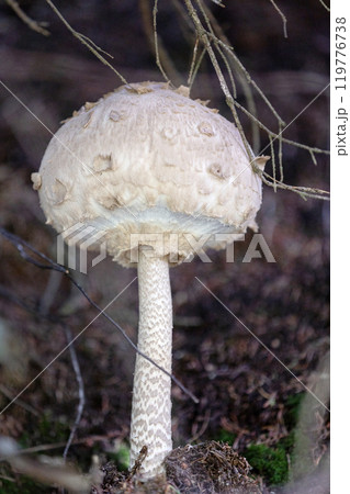 Parasol mushroom growing in the forest 119776738