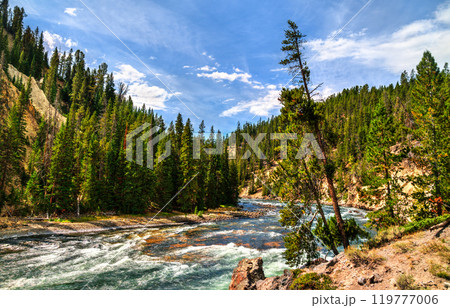 Yellowstone River Flowing Between the Upper and Lower Falls at Yellowstone National Park. UNESCO world heritage in Wyoming, United States Yellowstone River Flowing Between the Upper and Lower Falls at Yellowstone National Park. UNESCO world heritage in Wyoming, United States 119777006