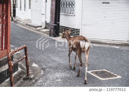 [ならまち]ノスタルジック＆歴史的な町並みを自由に歩く鹿 119777012