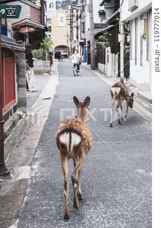 [ならまち]ノスタルジック＆歴史的な町並みを自由に歩く鹿 119777014
