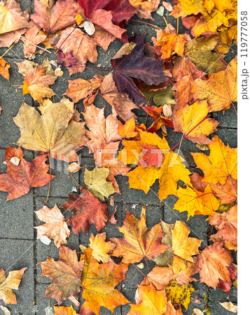 Colourful autumn leaves on the pavement in the park. Fall season. Colourful autumn leaves on the pavement in the park. Fall season. 119777058