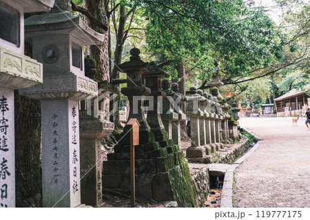 [春日大社]灯籠が建ち並ぶ風景 119777175