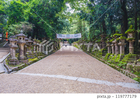 [春日大社]自然豊かな本堂へと続く参道 119777179