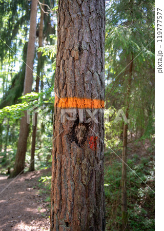 yellow trail mark on tree bark yellow trail mark on tree bark 119777577