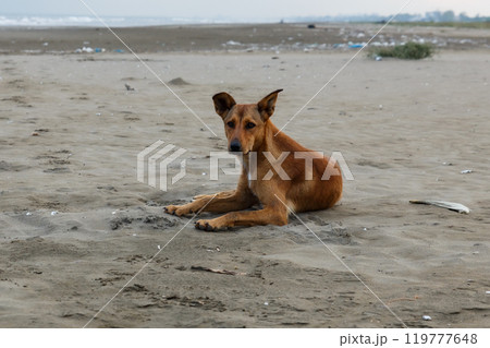 Sad red dog on the beach in Iran. 119777648