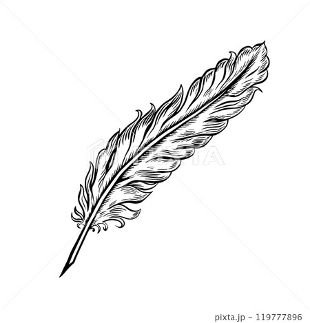 A quill pen for the manuscript. Vector black and white hand-drawn graphics on a white background. An element of the design of invitations, greeting cards, and postcards. For posters, posters, and more A quill pen for the manuscript. Vector black and white hand-drawn graphics on a white background. An element of the design of invitations, greeting cards, and postcards. For posters, posters, and more 119777896