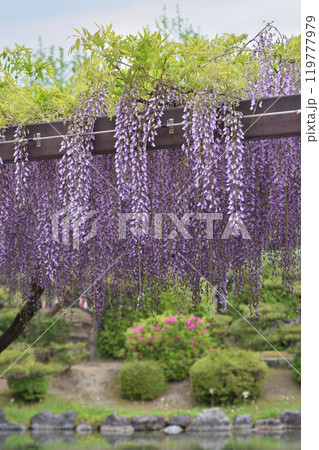 京セラ美術館の藤 119777979