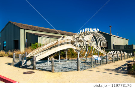 Complete Blue Whale Skeleton on Display at the University of California, Santa Cruz. United States 119778176