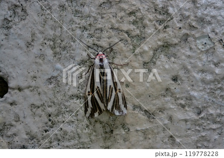 クロフシロヒトリ クロフシロヒトリ 119778228