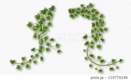 Ivy vines with lush green leaves. Hedera trailing branches Ivy vines with lush green leaves. Hedera trailing branches 119778296