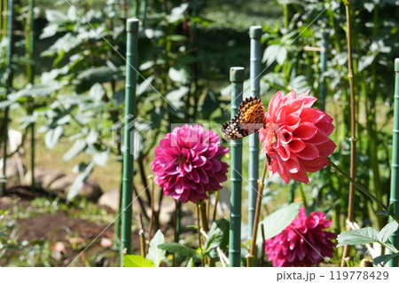 赤いダリアと蝶 119778429