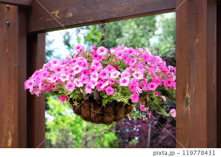 A vibrant hanging basket of pink petunias in a lush garden during a sunny afternoon A vibrant hanging basket of pink petunias in a lush garden during a sunny afternoon 119778431