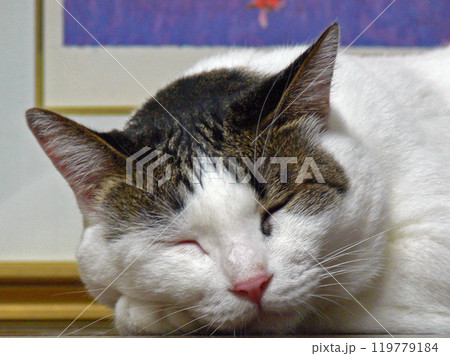 猫の寝顔 119779184
