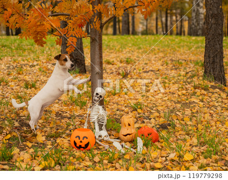 Jack Russell Terrier dog stands under tree near Halloween decorations in autumn forest. Jack Russell Terrier dog stands under tree near Halloween decorations in autumn forest. 119779298