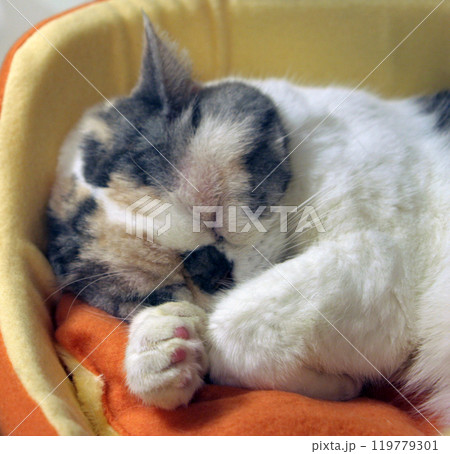 猫の寝顔 猫の寝顔 119779301