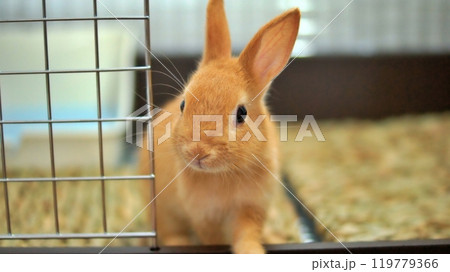 ケージの中の子うさぎ 119779366