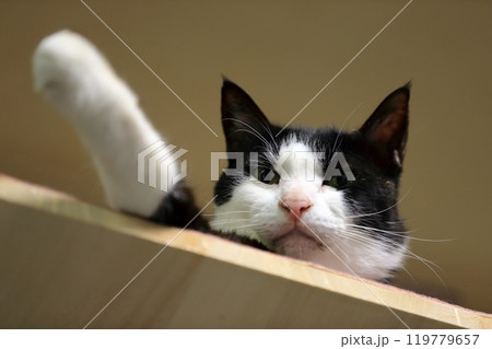 白黒猫 イメージ 白黒猫 イメージ 119779657