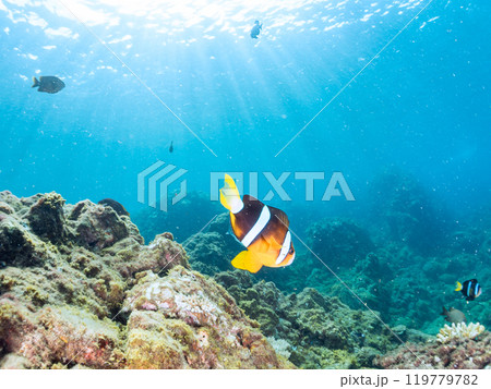 美しいイソギンチャク畑の可愛いクマノミ（クマノミ亜科）ペア、ミツボシクロスズメダイ（スズメダイ科）他 119779782