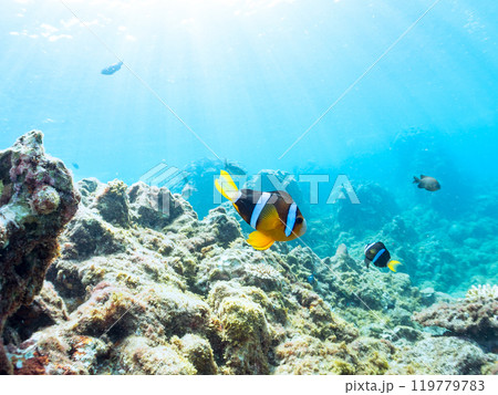 美しいイソギンチャク畑の可愛いクマノミ（クマノミ亜科）ペア、ミツボシクロスズメダイ（スズメダイ科）他 119779783