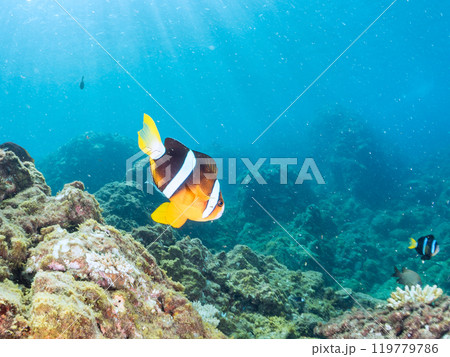 美しいイソギンチャク畑の可愛いクマノミ(クマノミ亜科)ペア、ミツボシクロスズメダイ(スズメダイ科)他 美しいイソギンチャク畑の可愛いクマノミ(クマノミ亜科)ペア、ミツボシクロスズメダイ(スズメダイ科)他 119779786