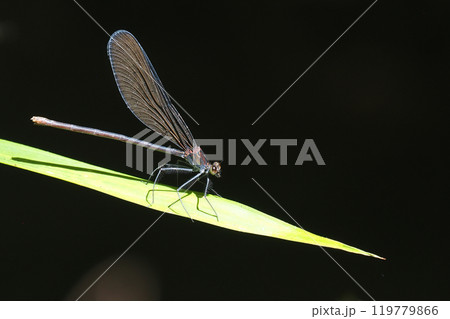 ハグロトンボ（メス） 119779866
