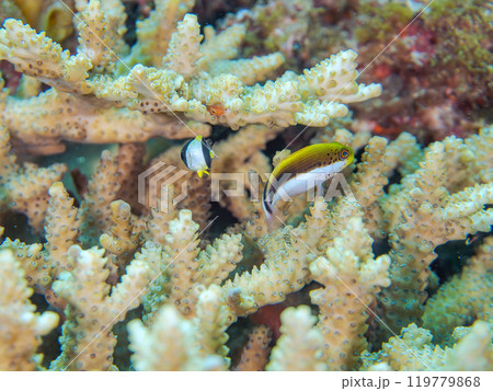 美しいテーブルサンゴとホシゴンベ(ゴンベ科)、ヤリカタギ(チョウチョウウオ科)の幼魚他の群れ。 美しいテーブルサンゴとホシゴンベ(ゴンベ科)、ヤリカタギ(チョウチョウウオ科)の幼魚他の群れ。 119779868