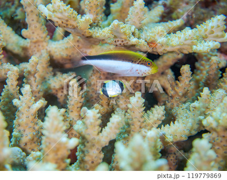 美しいテーブルサンゴとホシゴンベ（ゴンベ科）、ヤリカタギ（チョウチョウウオ科）の幼魚他の群れ。 119779869