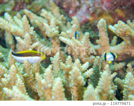 美しいテーブルサンゴとホシゴンベ（ゴンベ科）、ヤリカタギ（チョウチョウウオ科）の幼魚他の群れ。 119779871