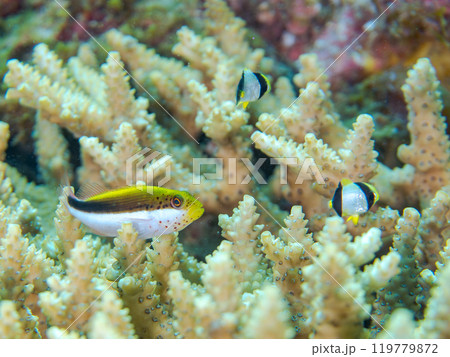美しいテーブルサンゴとホシゴンベ（ゴンベ科）、ヤリカタギ（チョウチョウウオ科）の幼魚他の群れ。 119779872