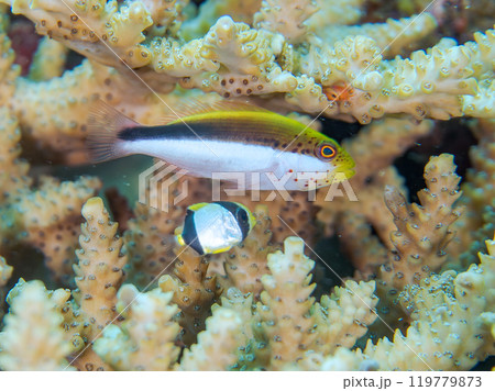 美しいテーブルサンゴとホシゴンベ（ゴンベ科）、ヤリカタギ（チョウチョウウオ科）の幼魚他の群れ。 119779873