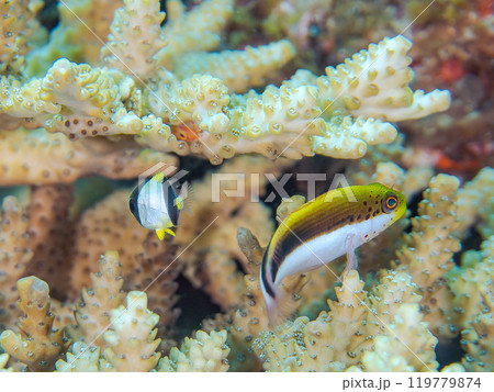 美しいテーブルサンゴとホシゴンベ（ゴンベ科）、ヤリカタギ（チョウチョウウオ科）の幼魚他の群れ。 119779874