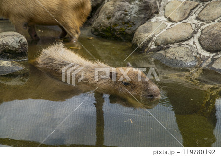 静岡県裾野市　夏のサファリパーク 119780192