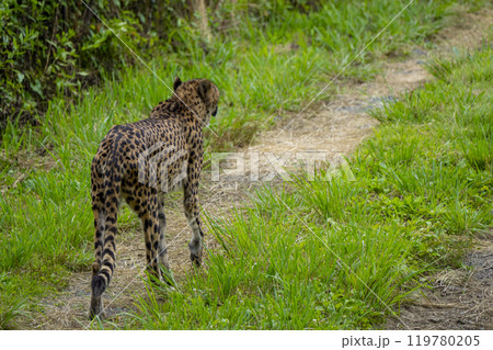 静岡県裾野市　夏のサファリパーク 119780205