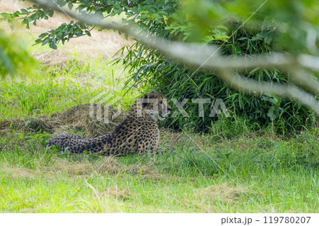 静岡県裾野市　夏のサファリパーク 119780207