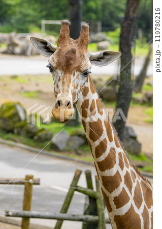 静岡県裾野市　夏のサファリパーク 119780216
