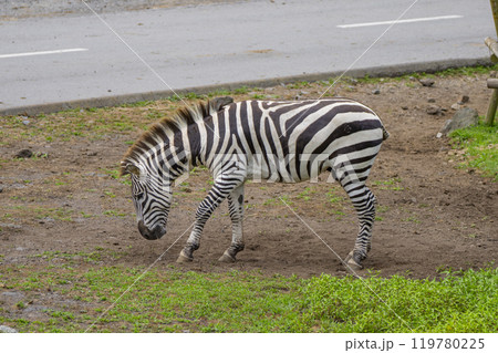 静岡県裾野市　夏のサファリパーク 119780225