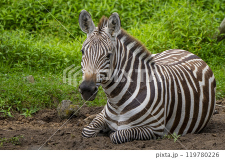 静岡県裾野市　夏のサファリパーク 119780226