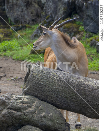 静岡県裾野市　夏のサファリパーク 119780227