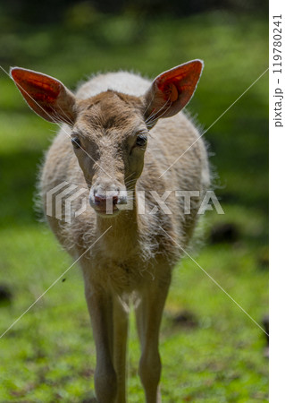 静岡県裾野市　夏のサファリパーク 119780241