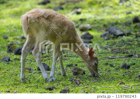 静岡県裾野市 夏のサファリパーク 静岡県裾野市 夏のサファリパーク 119780243
