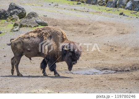 静岡県裾野市　夏のサファリパーク 119780246