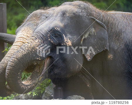 静岡県裾野市　夏のサファリパーク 119780256